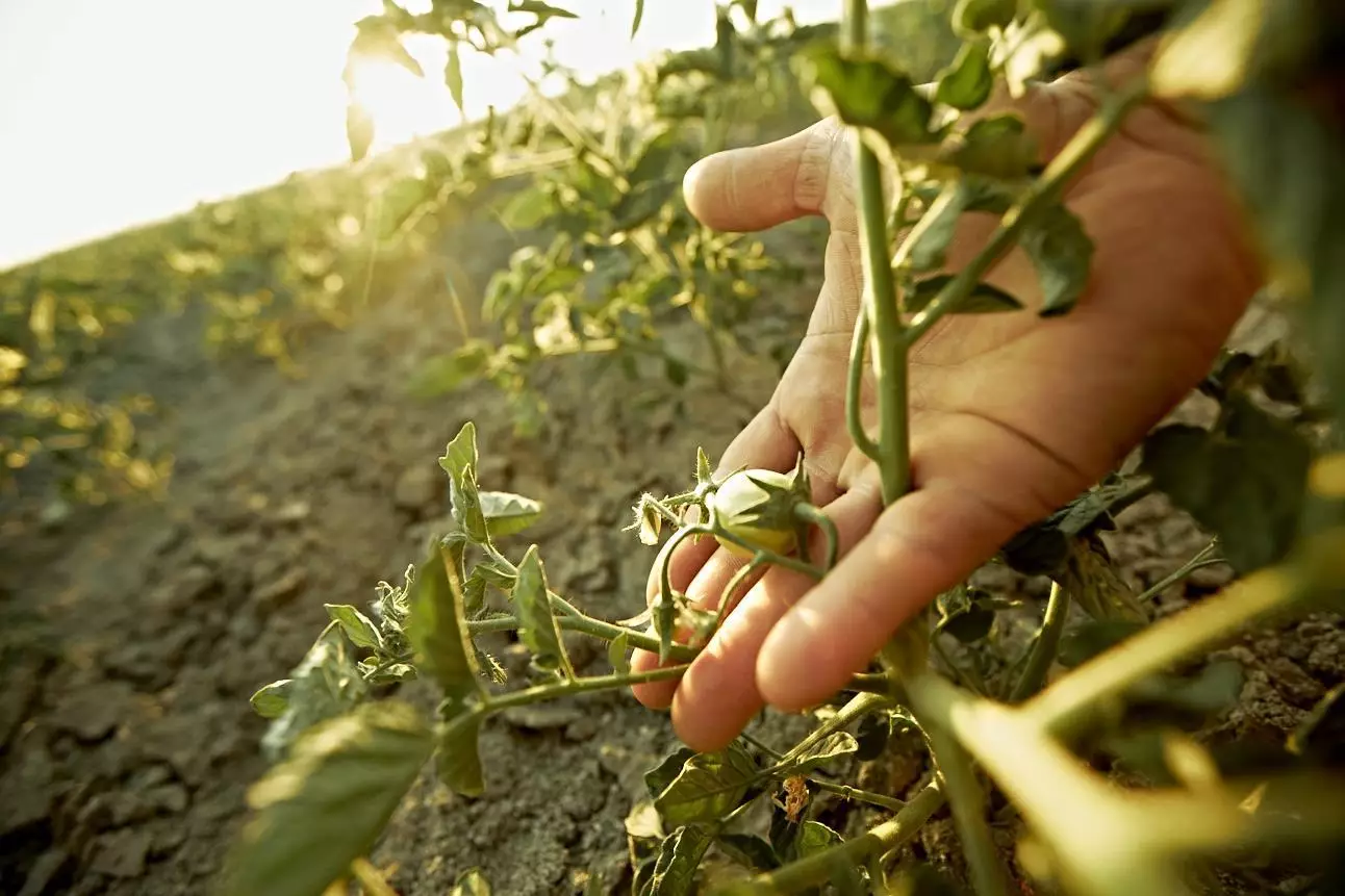 Ufficio Agricolo